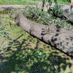 IMG-20240624-WA0005