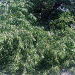 IMG-20240628-WA0006